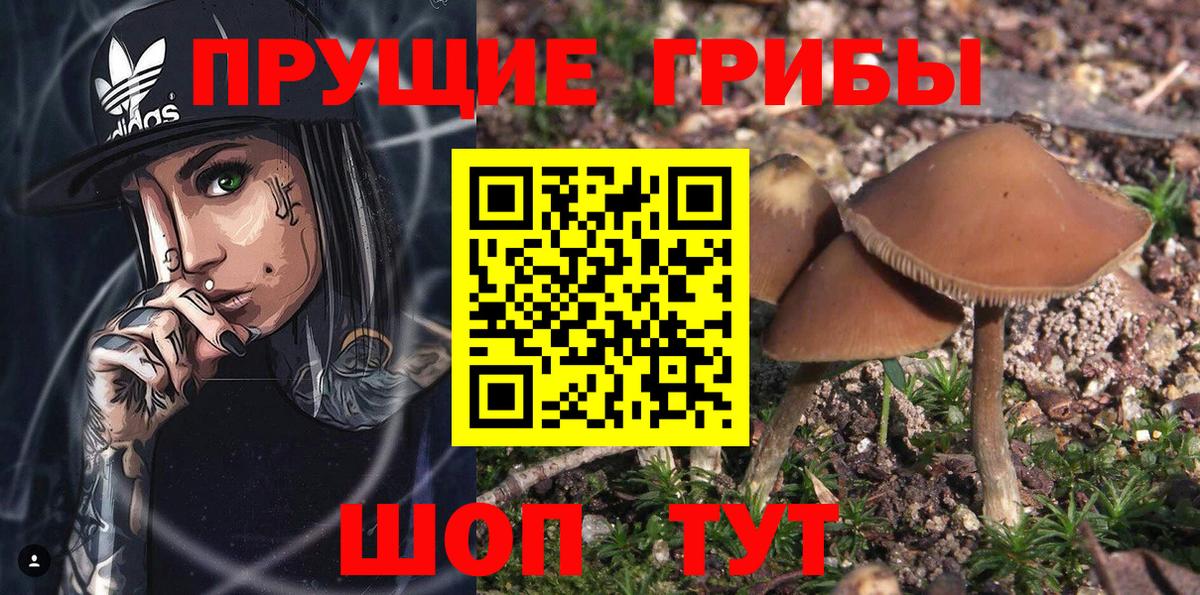 Шелехов  Псилоцибиновые грибы прущие грибы  Вход с VPN  Галлюциногенные грибы Magic Shrooms 